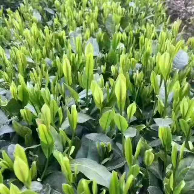 御正祥茶业