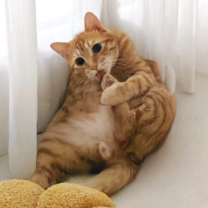 24英寸活动扳手