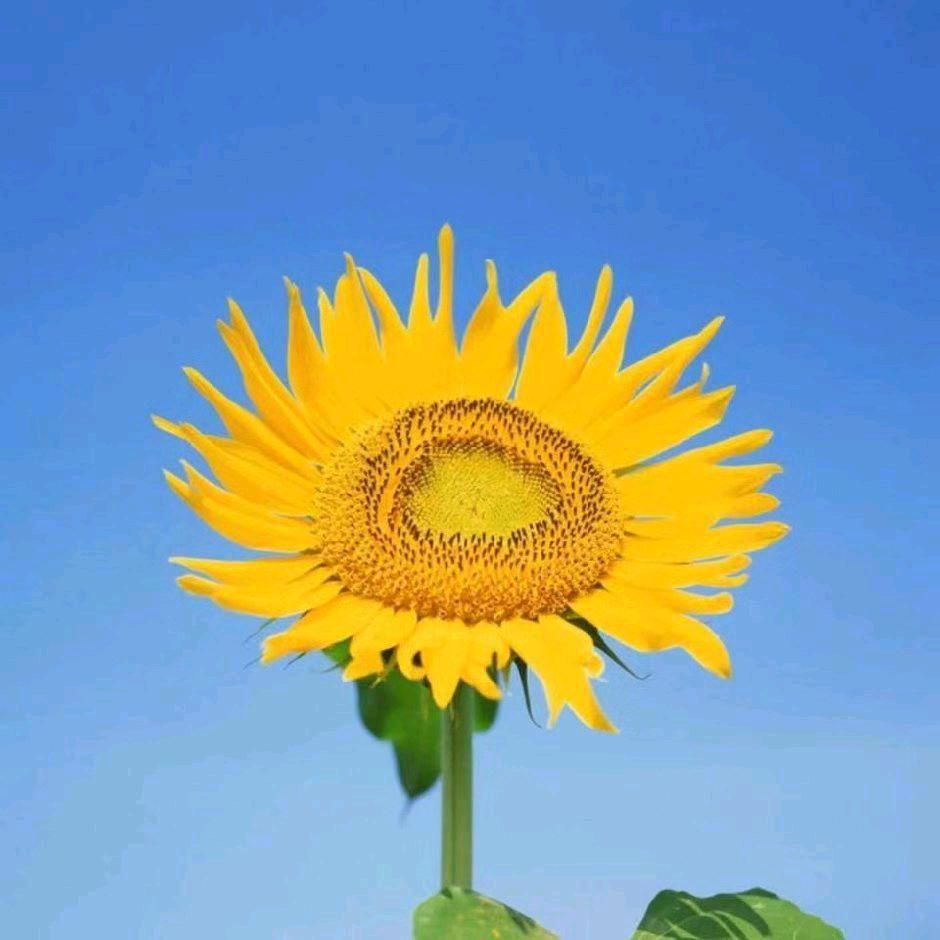 67年的芙蓉花