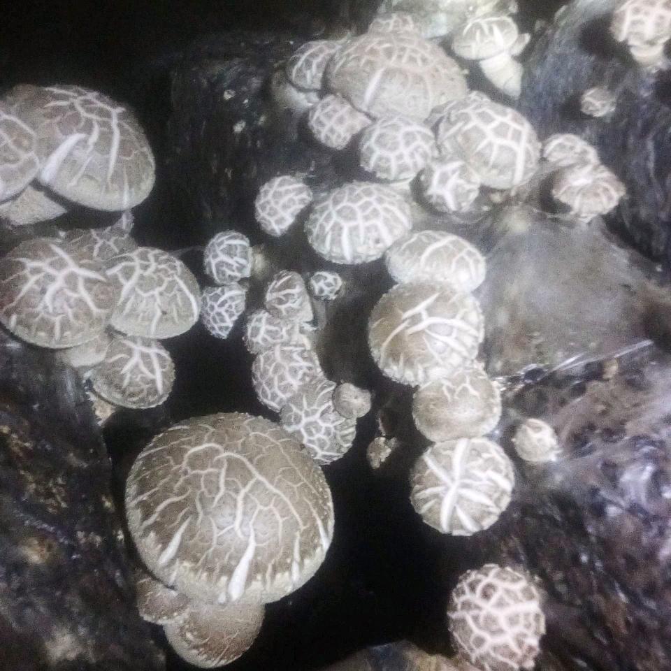 香菇兄弟