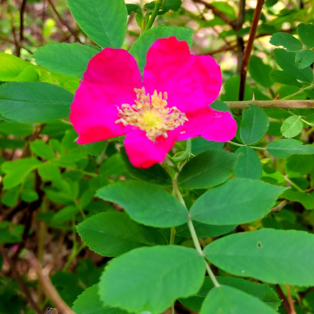 岁月静好