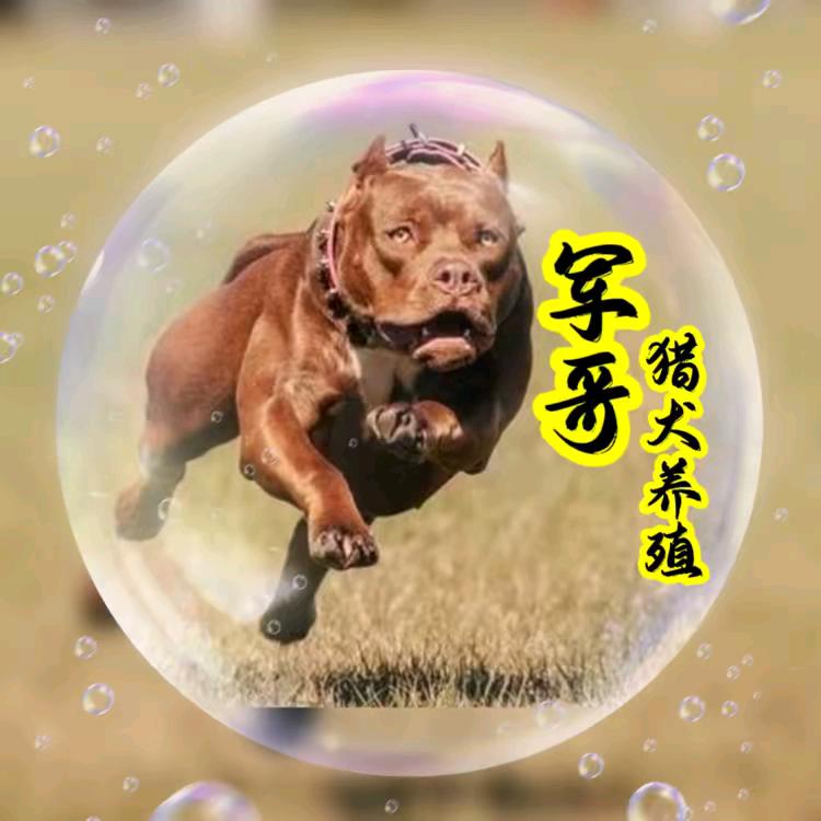 军哥猎犬