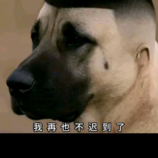 殊天九