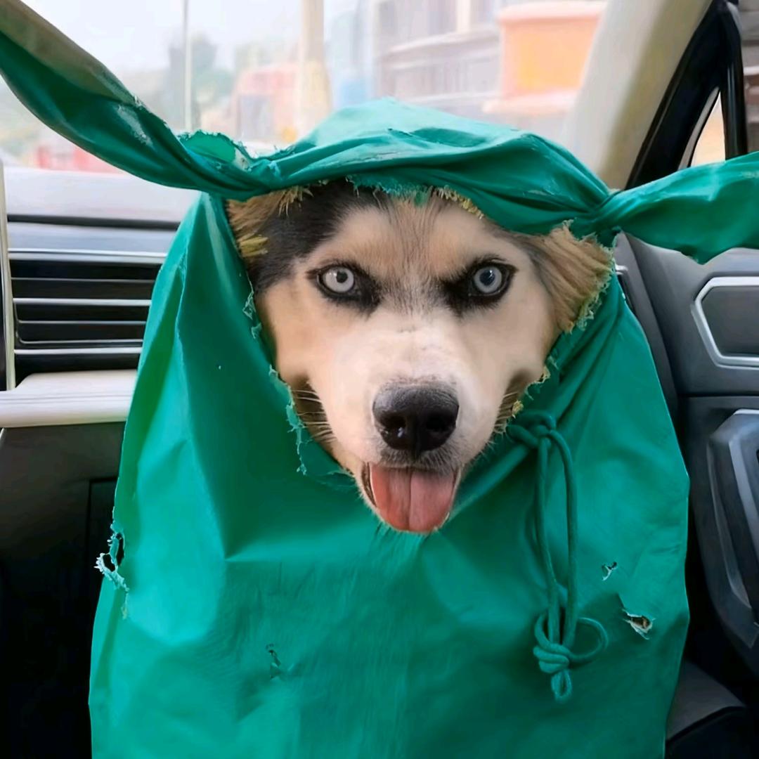 nian黏儿（挣够3000万就收手）