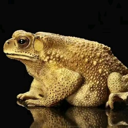 蟾蜍癞蛤蟆养殖基地