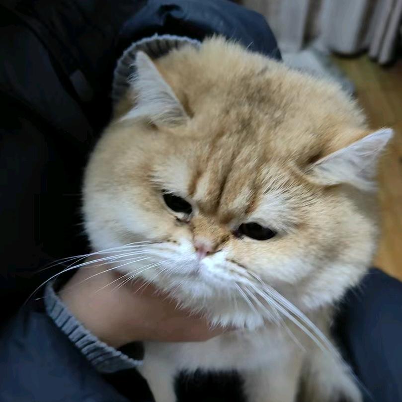 豆豆和妞妞