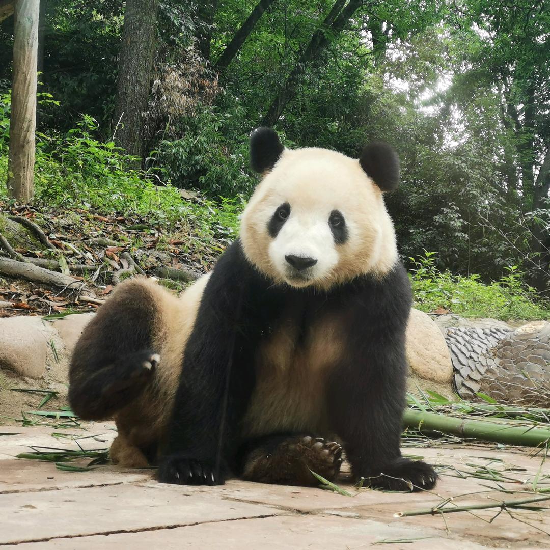 爱上熊猫BYL