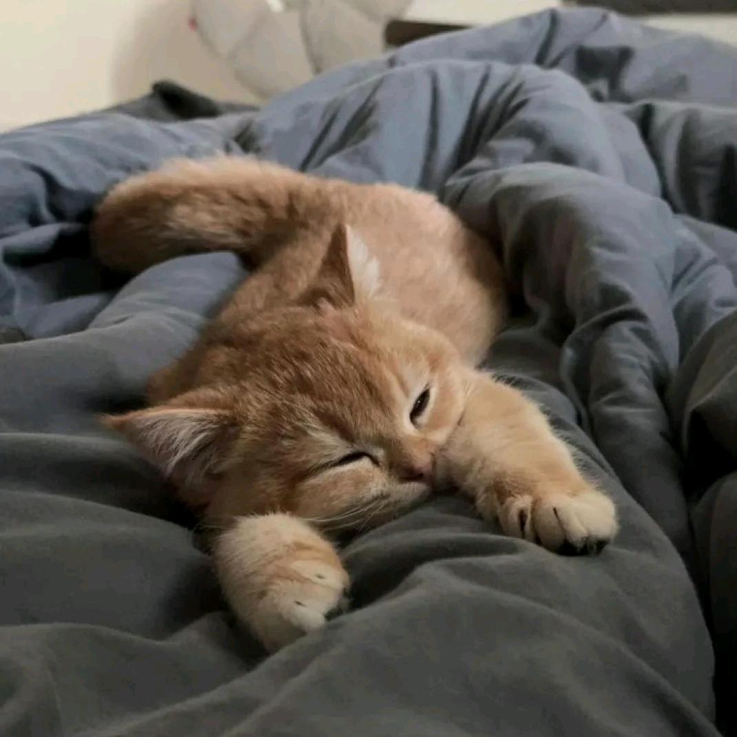 熊崽（💍28405）