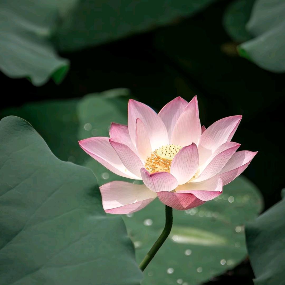 轻度奶茶