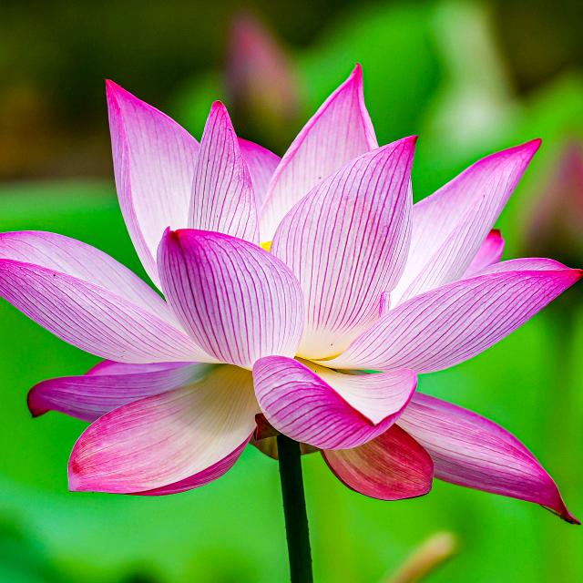 游蜂结蜜