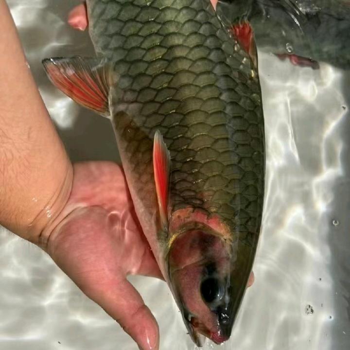 傻猫爱钓鱼🐠🐠🐠