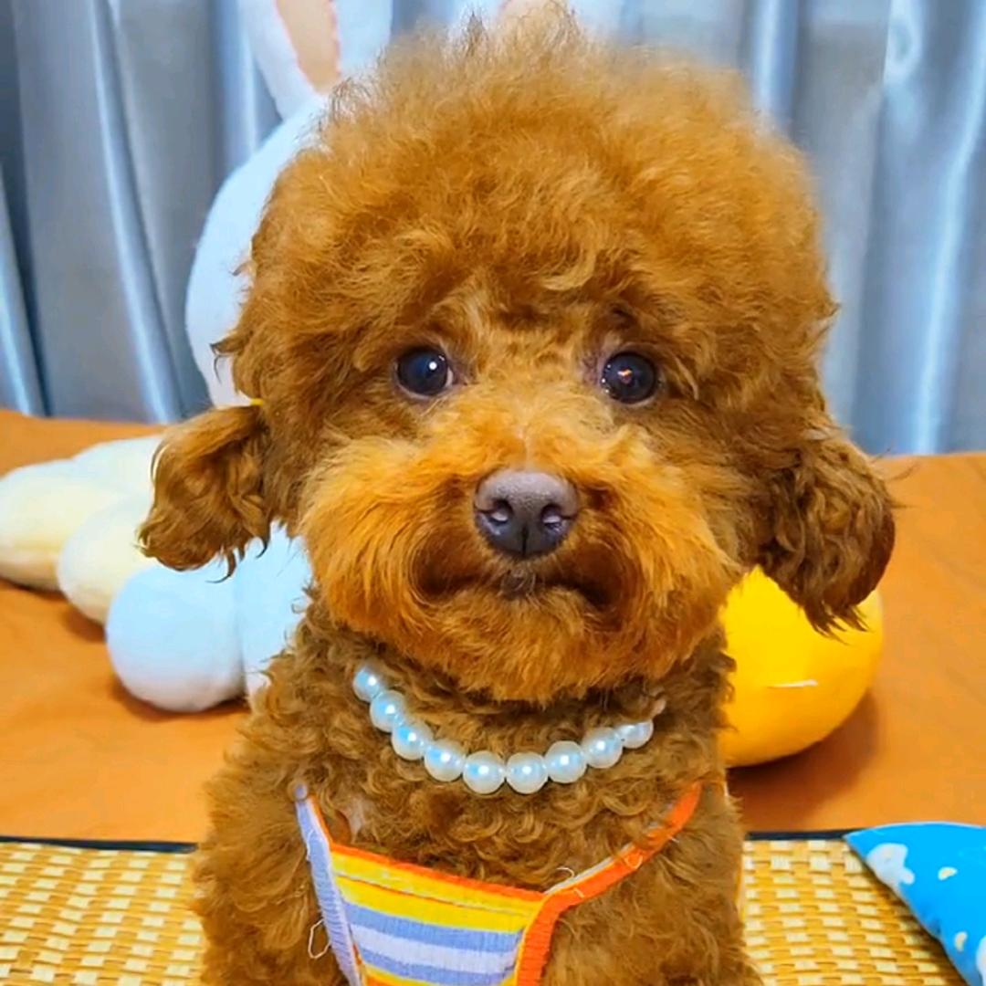 小旺财与小苹果