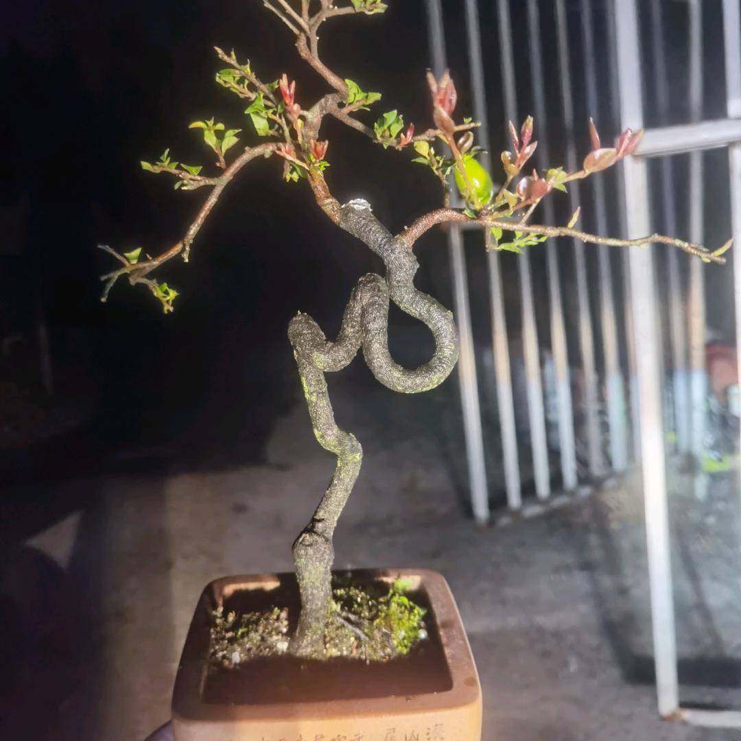 凯琳盆景：金弹子中，小，微，年功桩！