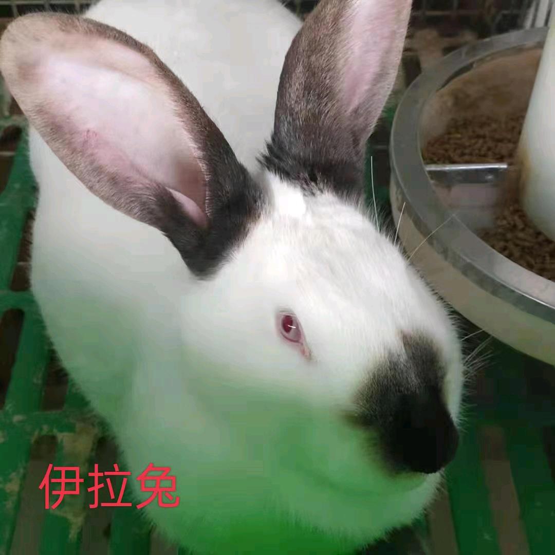 肉兔养殖