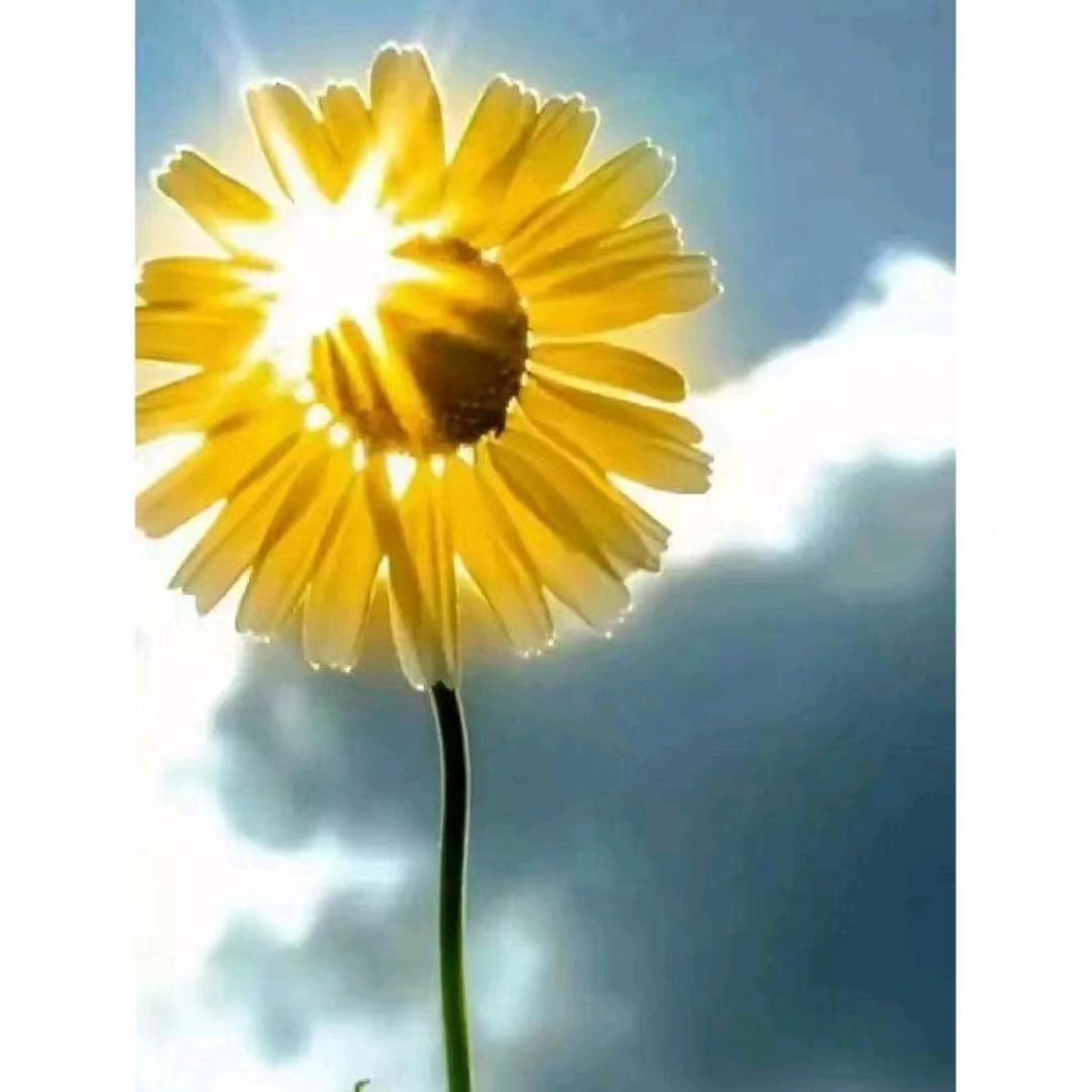 乔牧畜牧养殖专营店