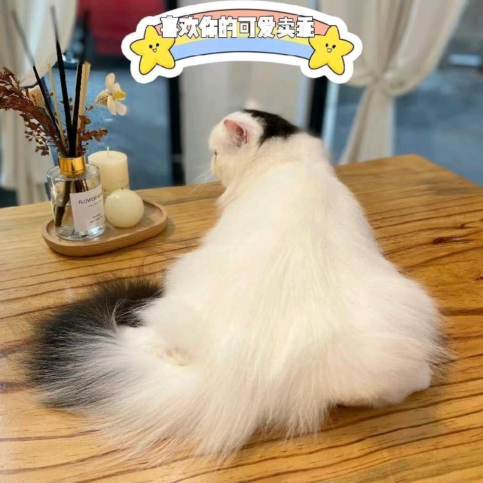 杰杰