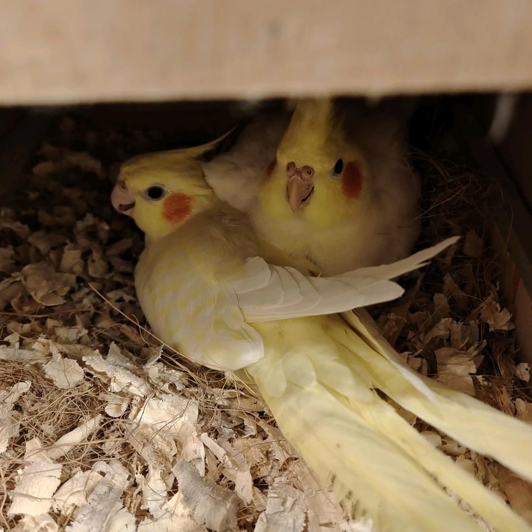 @玄凤鹦鹉小玄玄☜