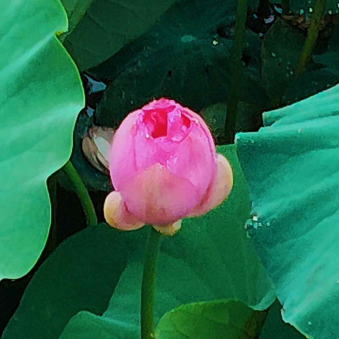 春秋