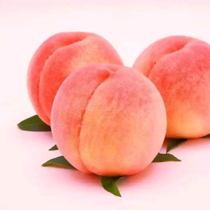 桃桃