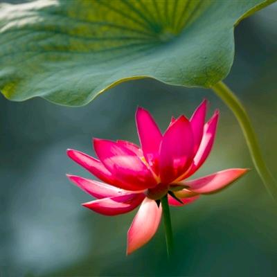 爱的真谛🕊️❤️🕊️以琳