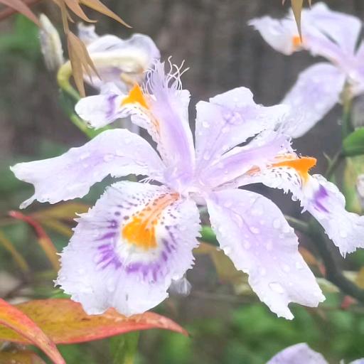 🌹胡雅🌹@如意胡雅🌹