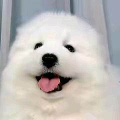 邪恶的魚頭🕊️