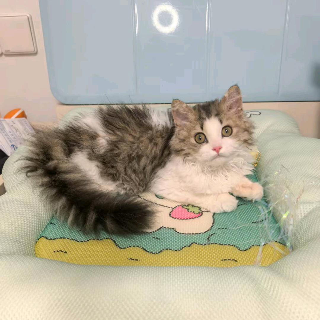 奶酪🧀是只赛凯猫(省💰版)