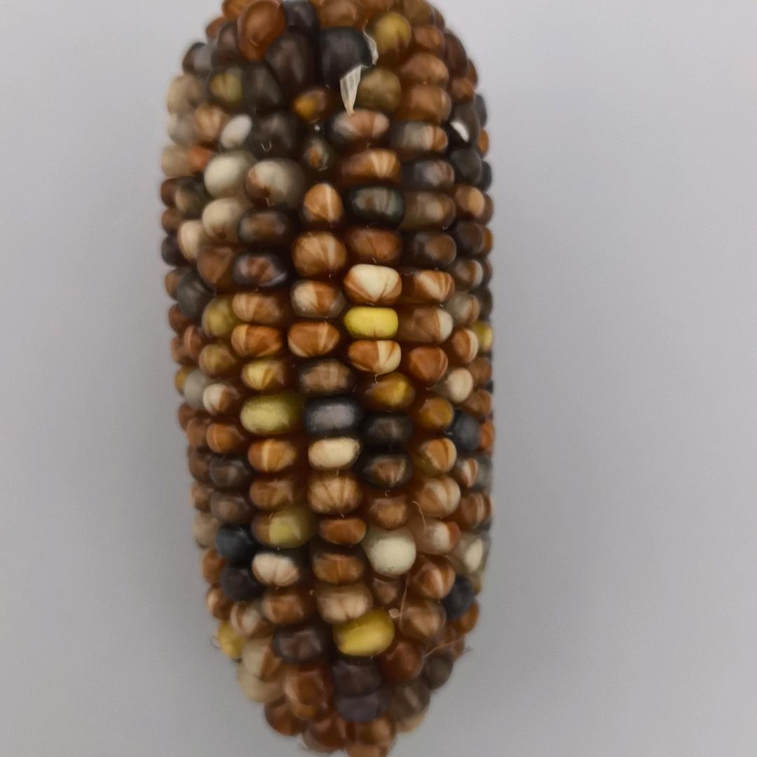百赢小玉米