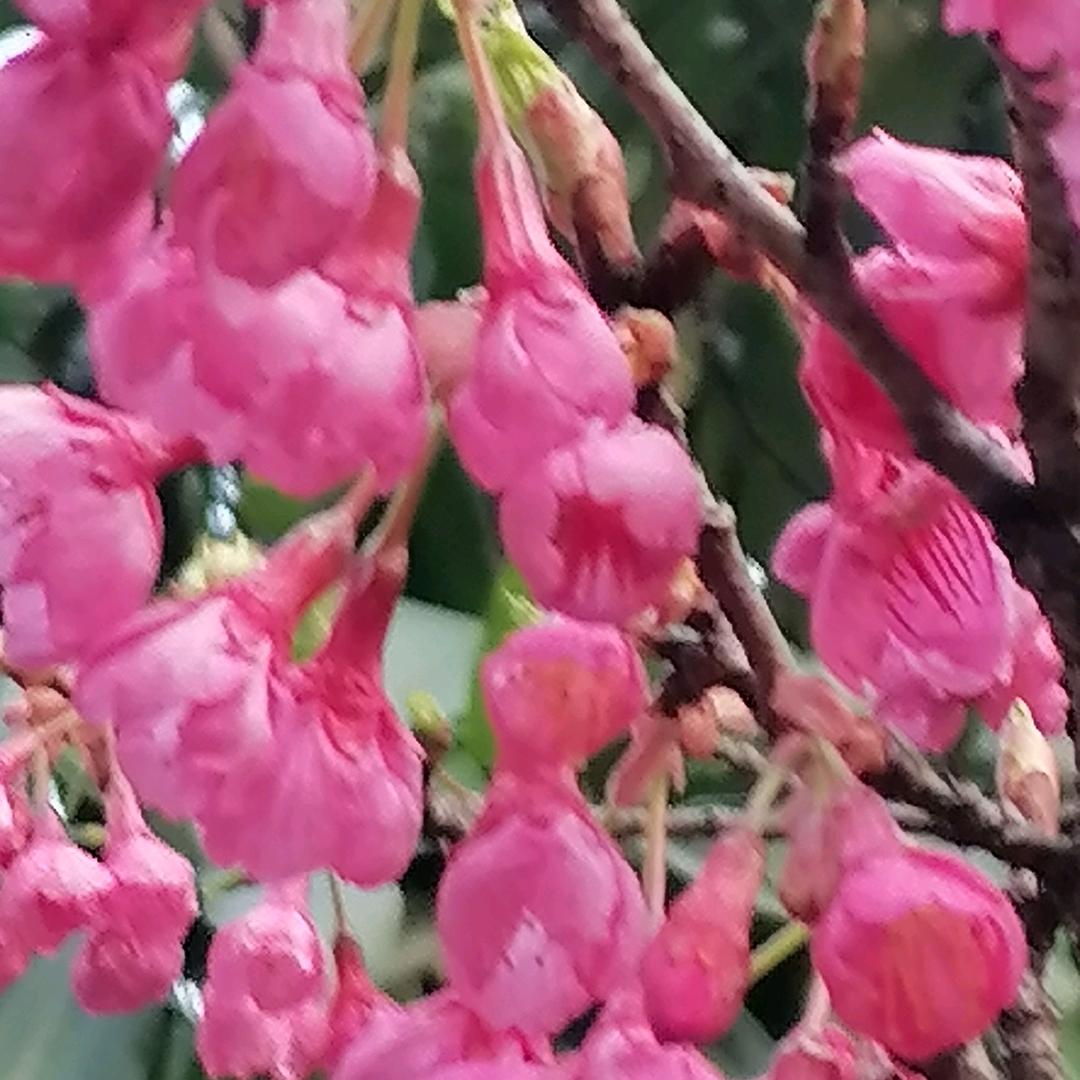 青梅绿茶。