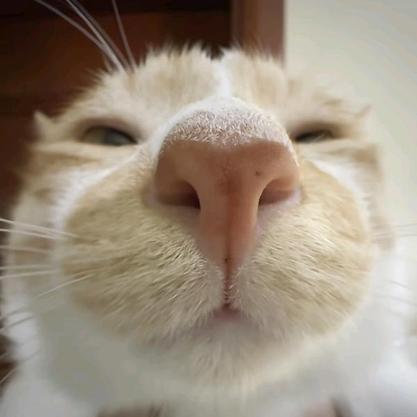 坐着也累醒了就想睡