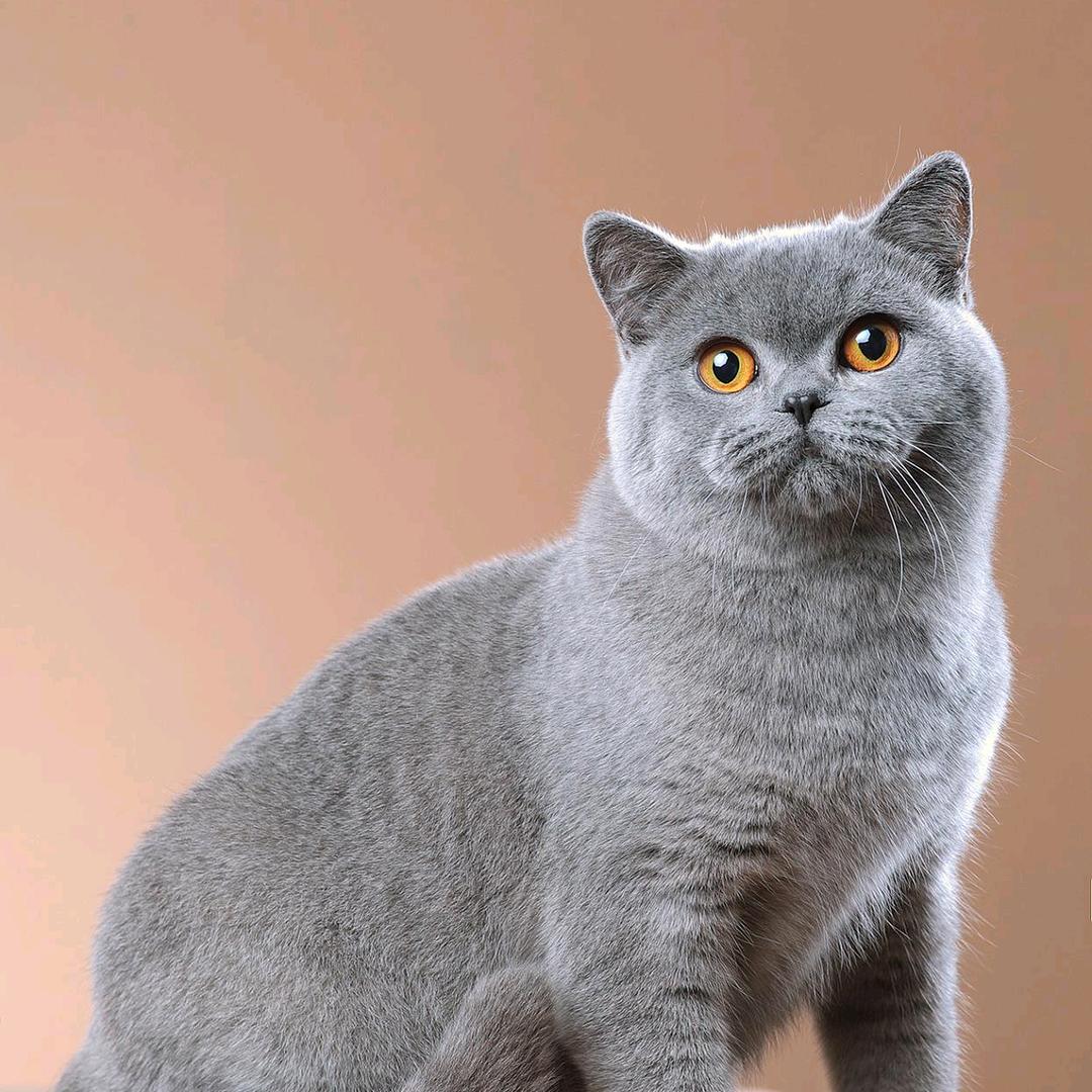 招财猫￥