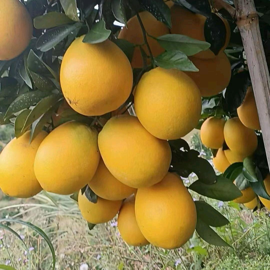 赣南脐橙香富果园