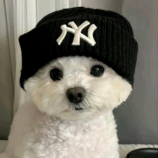 小狗汪汪汪
