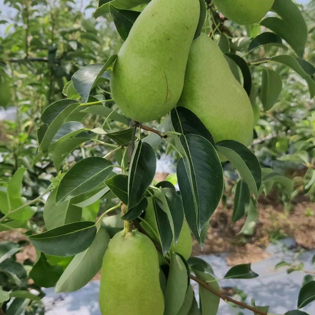 鸿亿鲜活果业
