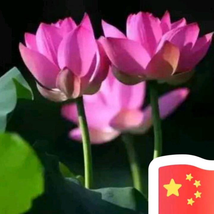 中国红