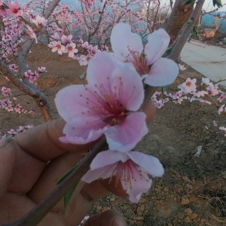 杨小