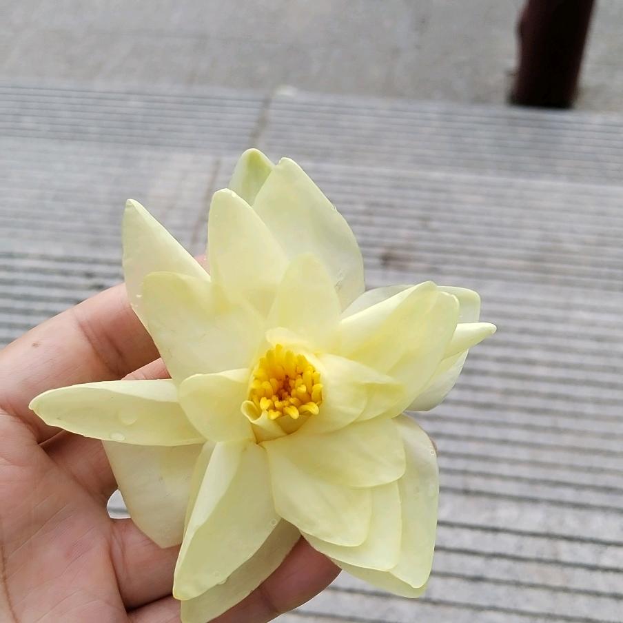开心顺遂