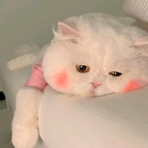 🌈🌈🌈｡◕‿◕｡