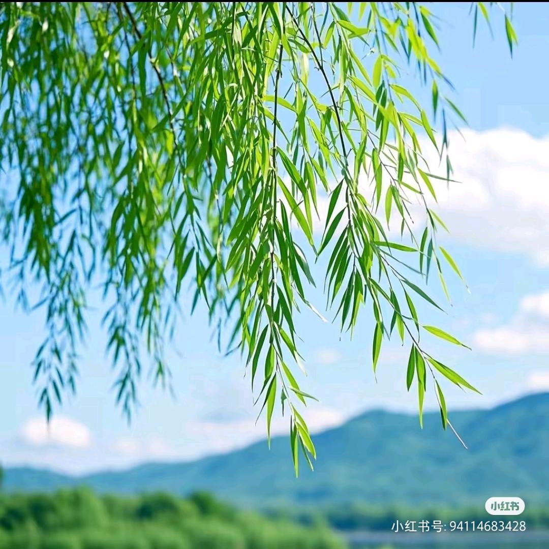 二狗殿下的妈咪吖🌻