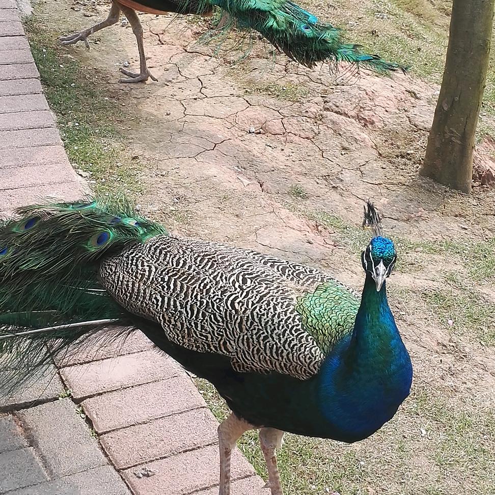 ❤️开心果❤️