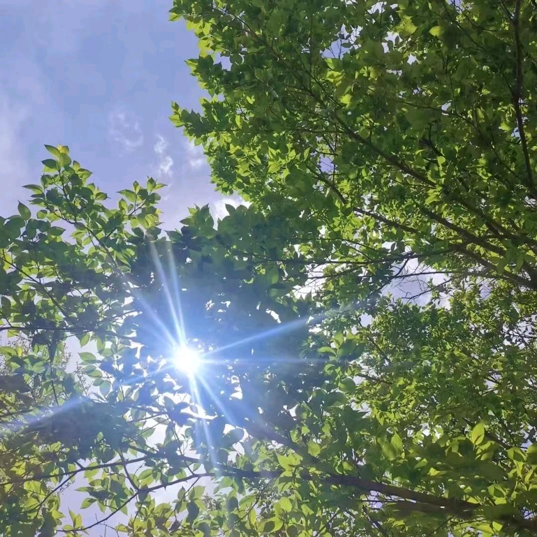 ✨木棉☘️