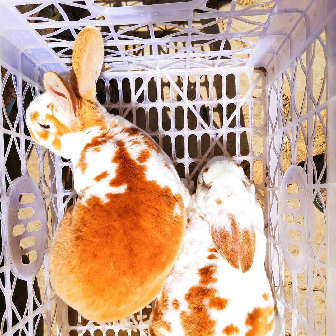 瑞宠彩獭