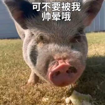 川友生猪零售批发