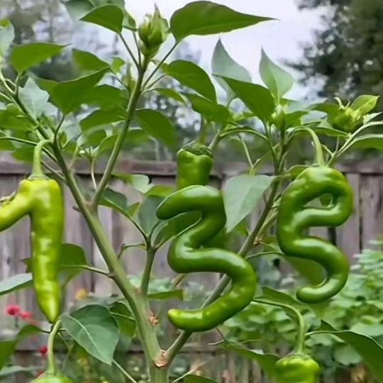 石头！剪刀！布