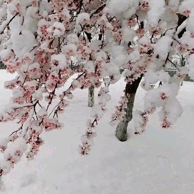 隔壁小李弄丢了爸爸老李