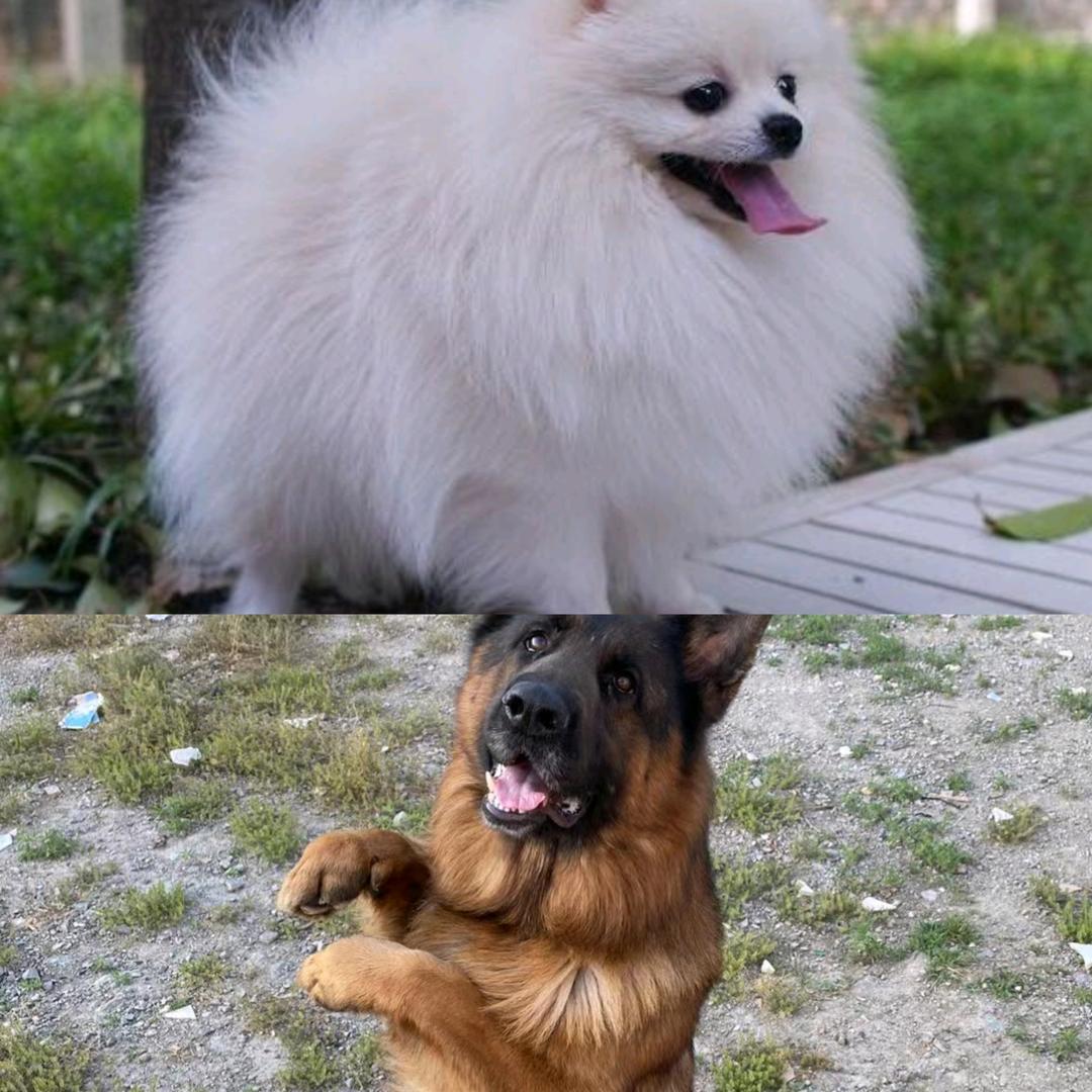 🇨🇳战狼🇨🇳万州博美犬繁育犬舍