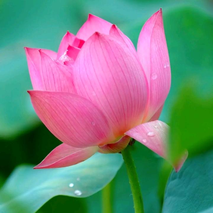 🌺🌺🌺