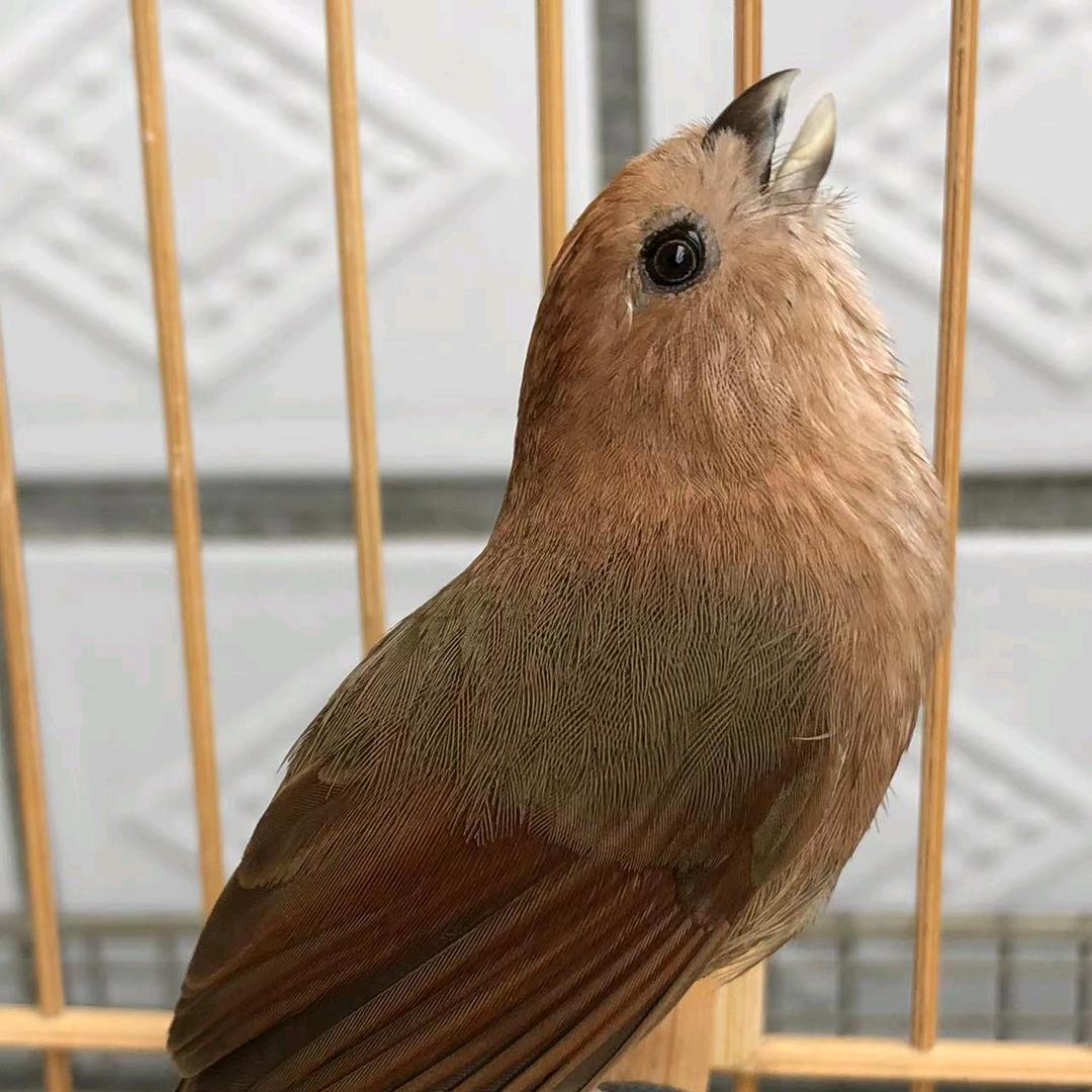 志强鸟食