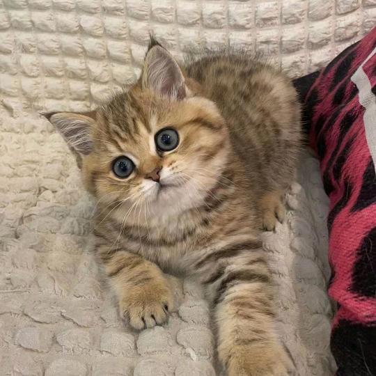 逆行