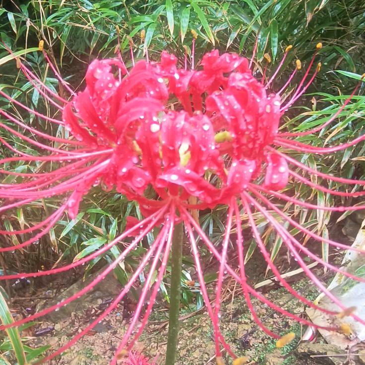 大 宝 贝